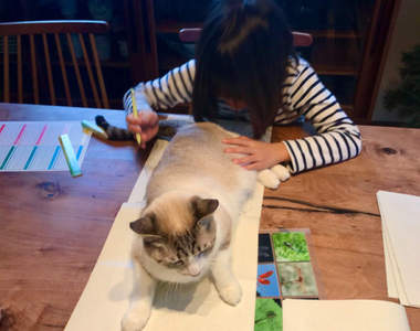 《無所不在的礙事貓》能在朕的干擾下完成作業，代表你通過試煉可以放寒假惹ww