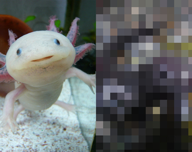 《六角恐龍變態後的模樣》原本的可愛長相陸化後反差竟然這麼大...