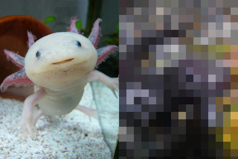 六角恐龍變態後的模樣 原本的可愛長相陸化後反差竟然這麼大