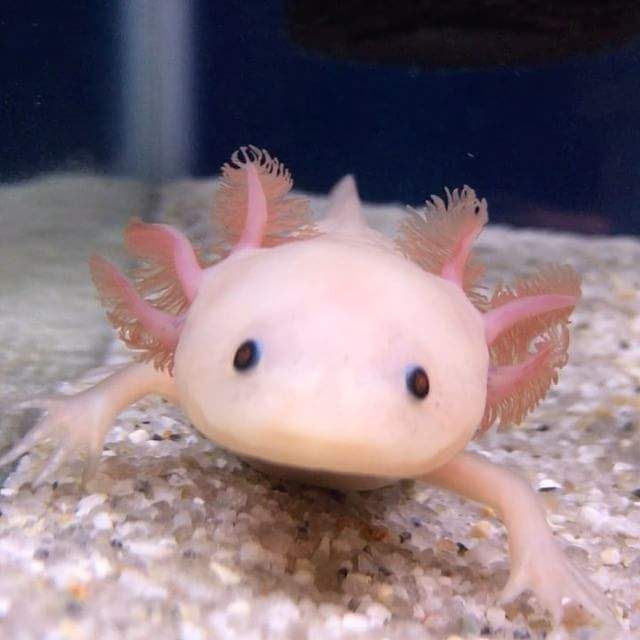 六角恐龍變態後的模樣 原本的可愛長相陸化後反差竟然這麼大