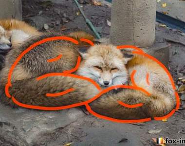 《右勾拳的柴犬》之後《肌肉狐狸》也登場 哪時候可以看到牠們對決?(誤)