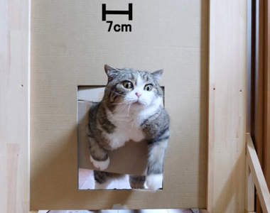 【有片】印證貓界都市傳說《喵星人鑽洞實驗》網友挑戰頭過身就過到底是不是真的？