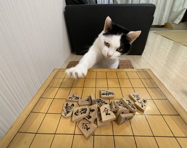 《跟貓玩將棋》有這麼聰明又可愛的貓咪，難怪主人連尾牙都不想參加了ww