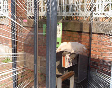 超好睡《電話亭裡的貓》或許給了人類更多不要拆電話亭的理由...