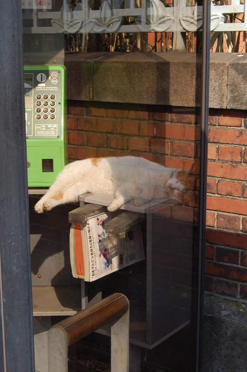 超好睡《電話亭裡的貓》或許給了人類更多不要拆電話亭的理由... - 圖片4