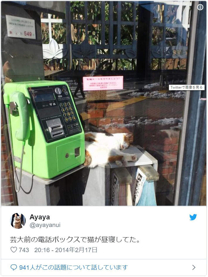 超好睡《电话亭里的猫》或许给了人类更多不要拆电话亭的理由... - 图片5 超好睡《电话亭里的猫》或许给了人类更多不要拆电话亭的理由...