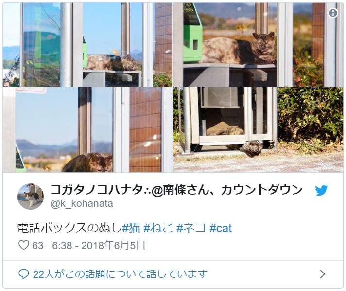 超好睡《电话亭里的猫》或许给了人类更多不要拆电话亭的理由... - 图片17 超好睡《电话亭里的猫》或许给了人类更多不要拆电话亭的理由...