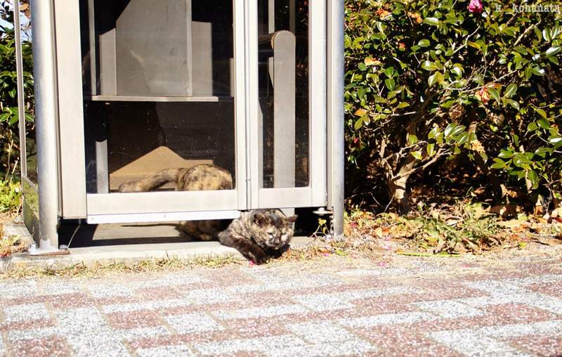 超好睡《电话亭里的猫》或许给了人类更多不要拆电话亭的理由... - 图片18 超好睡《电话亭里的猫》或许给了人类更多不要拆电话亭的理由...