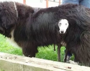 《狗狗的奇行》越奇怪就覺得越療癒這樣正常嗎？