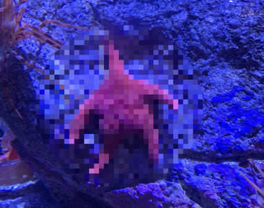 水族館驚現《翹臀海星》你確定這不是派大星屁股嗎w