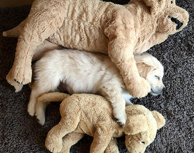 可愛到不行《需要狗娃娃陪伴的狗狗》三隻排在一起根本天使