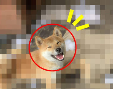 回到家發現《柴犬滿心歡喜的對著你笑》是覺得主人不會發現你做的壞事嗎XD