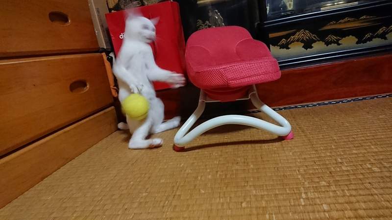 《貓的崩壞寫真大賽》再開 各種奇蹟醜照讓貓的生態更加無法理解ww - 圖片2 《貓的崩壞寫真大賽》再開 各種奇蹟醜照讓貓的生態更加無法理解ww - 圖片2