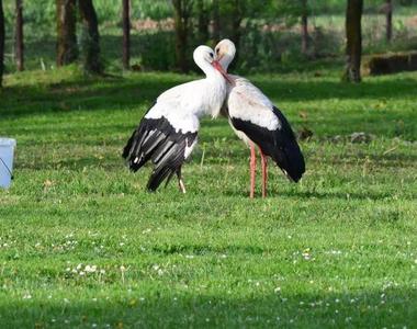 克羅埃西亞最美《愛情鳥》每年飛越16000公里只為再次見到妳