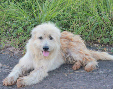 等了主人四年的《泰國忠犬Leo》奇蹟的與主人相遇但故事的結果...