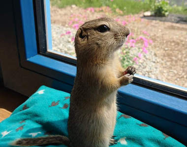 輕易被搧動的《理查森地松鼠》一舉一動都可愛到可以盯著看整天❤