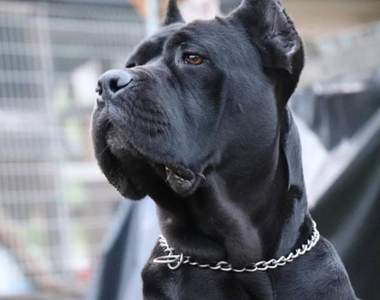 被老闆《性騷擾》卻被老闆養的狗救　危急時刻只有牠願意出面保護她...