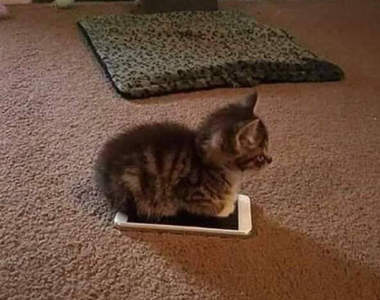 手機好暖啊《侵占手機的貓咪》手機被拿去取暖似乎已成貓奴的共同宿命ww