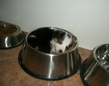 超治癒《狗狗的奇行》這樣睡就沒有人能搶我的食物了(*˘︶˘*)