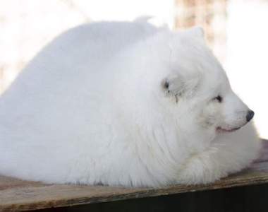 【圖多】《冬天的狐狸是液體》不只貓咪,冬季毛絨絨的狐狸也是流動軟Q很服貼的液體狀態ღ