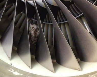 飛機引擎裡《發現睡午覺的貓頭鷹》感謝地勤人員起飛前確實的檢查