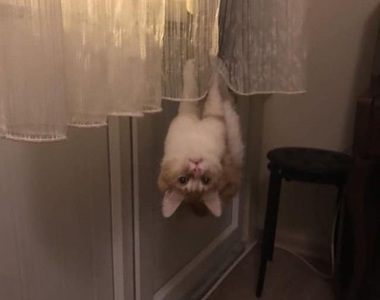 讓人很想問《你還好嗎？》的喵喵們　所以你們還好嗎？