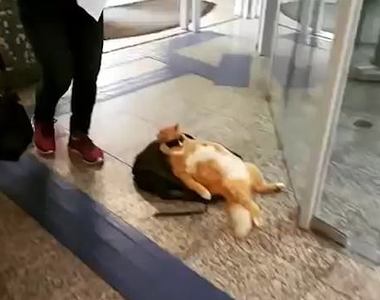 《在銀行門口當大爺的貓》想要搶劫先過我這關