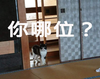 《陌生貓闖入民宅》家中出現不明貓咪似乎已成鄉下地方的共同常識？