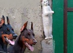 放鬆一下《好笑動物圖》這張圖重新定義什麼叫 「躲貓貓」  放鬆一下《好笑動物圖》這張圖重新定義什麼叫 「躲貓貓」