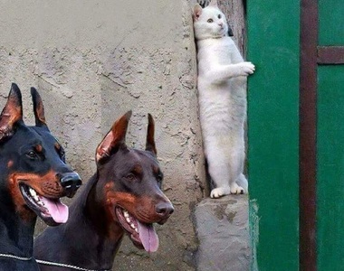 放鬆一下《好笑動物圖》這張圖重新定義什麼叫 「躲貓貓」