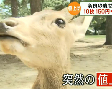 《奈良鹿仙貝漲價》150圓一口氣漲到200圓 廠商苦撐28年希望觀光客諒解……
