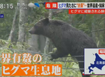 《北海道遊客不要命》白目觀光客接近棕熊搶拍照 屢勸不聽總有一天會出事…… 《北海道遊客不要命》白目觀光客接近棕熊搶拍照 屢勸不聽總有一天會出事……