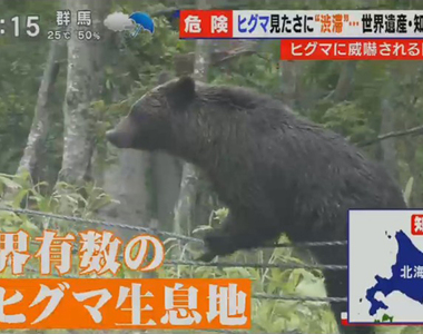 《北海道遊客不要命》白目觀光客接近棕熊搶拍照 屢勸不聽總有一天會出事……