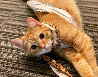 在辦公室「上班」的貓咪《Debit and Credit》工作內容就是讓貓奴追著牠們跑w