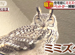 《少時不讀書》日本記者瘋狂追逐貓頭鷹 竟將裝飾品當真超級糗…… 《少時不讀書》日本記者瘋狂追逐貓頭鷹 竟將裝飾品當真超級糗……