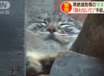 《動物園話題告示牌》世界最古老貓科動物 為什麼呼籲大家絕對不要想養牠? 《動物園話題告示牌》世界最古老貓科動物 為什麼呼籲大家絕對不要想養牠?