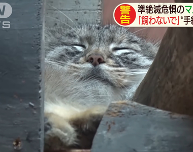 《動物園話題告示牌》世界最古老貓科動物 為什麼呼籲大家絕對不要想養牠?