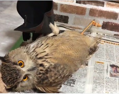 超囂張《強盜貓頭鷹》愛搶主人東西就算了，連姿勢都這麼無賴ww