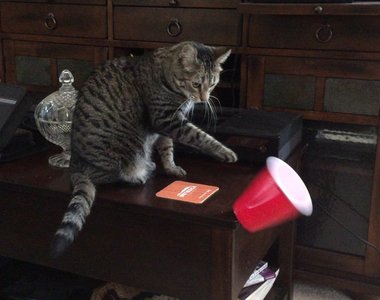 《貓的爆笑標語》這世界果然有貓就是有人氣