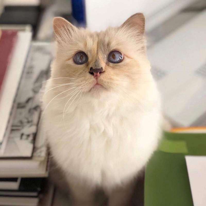 史上最富有的貓《Choupette》傳老佛爺遺世後留下巨額遺產給牠 - 圖片2 史上最富有的貓《Choupette》傳老佛爺遺世後留下巨額遺產給牠 - 圖片2
