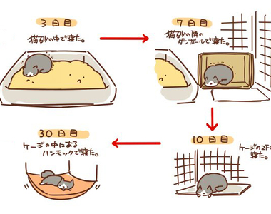 《撿回流浪貓後的生活改變》光從睡覺位置就能看出貓的心境變化