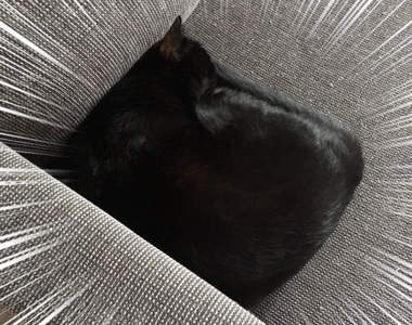 貓是液體《抱枕化的黑貓》你家沙發的靠枕看起來還真溫暖啊～（誤）