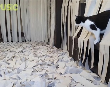 《在衛生紙中玩瘋的貓皇》貓奴為主子打造遊戲間影片瘋傳