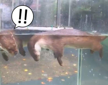 超驚恐《水獺的休息方式》絕對嚇傻遊客的浮屍狀態,看了都忍不住為牠捏把冷汗...