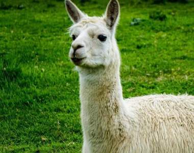 羊駝會咬睪丸?《動物冷知識》原來羊駝這麼派以後還是別惹羊駝不開心w