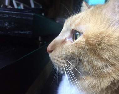 《自從家裡裝了魚缸後》家中的貓老大彷彿中邪般一直死盯著看...