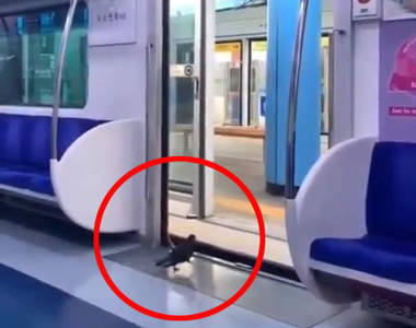 《鴿子搭電車》還懂得禮讓乘客的乘車禮儀，人類是否該多多學習ww