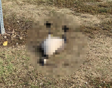 成藥別亂丟《公園發現嗑藥的雁子》吃太多直接暈倒了...