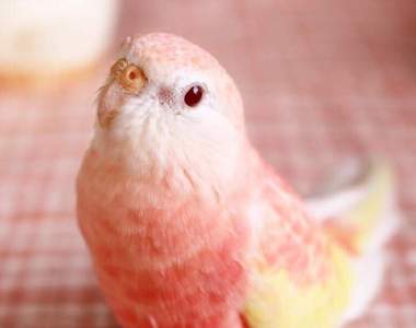 根本鸚鵡界的網紅《Padoma》夢幻粉紅毛色讓這隻小鸚鵡成為話題寵物