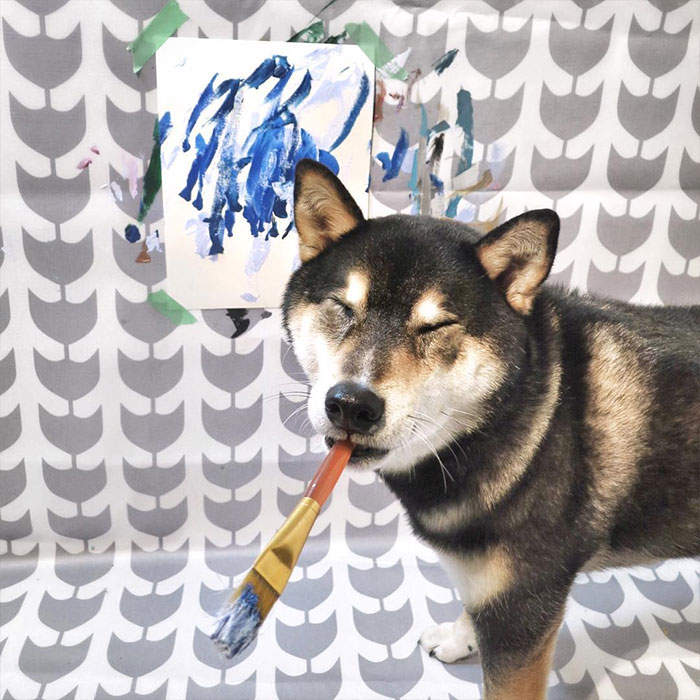 【有片】自己的罐罐自己赚《会画图的柴犬》汪界毕卡索赚进15万元 - 图片4 【有片】自己的罐罐自己赚《会画图的柴犬》汪界毕卡索赚进15万元